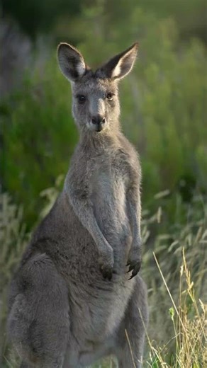 Photographing a Wild Kangaroo | Sony A6000 + Sony 70-350mm G Lens
