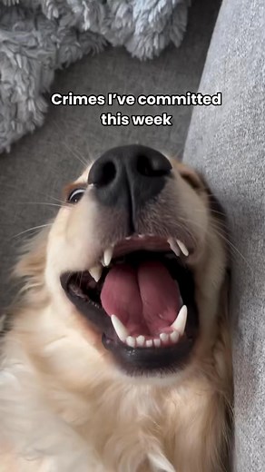 456K views · 10K reactions | Another week, another set of crimes from yours truly 麗 Maple is waiting for an apology from 71% of you 梁 #dog #dogs #goldenretriever #puppy #doglover | Daisythegoldiee | Facebook