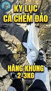Chuyển Hướng Săn Cá Chẽm Đảo: Pha Lên Hàng "Kỷ Lục" Ngỡ Ngàng!