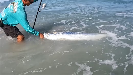 Monster fish appeared right where people were swimming