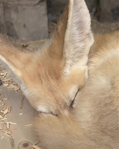 7.4K views · 175 reactions | 力 When you hear the stompy feet of a...