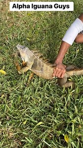 729 reactions · 17 shares | Hunting Giant Red Iguanas Full Video On YouTube⬇️⬇️ #theiguanaking #wildlife #florida #outdoors #wild #wildlifephotography #explorepage #express #explore #iguana #Roatan https://youtu.be/1L9K2vQ5cXU?si=NyIRtR7JzwwQWLWR @highlight | Champion BrooksWebster | Facebook