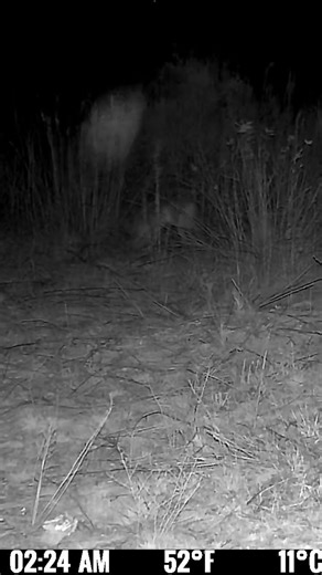 Curious Coyote Digging - Looks up, Eyes Glowing in the Dark 👀