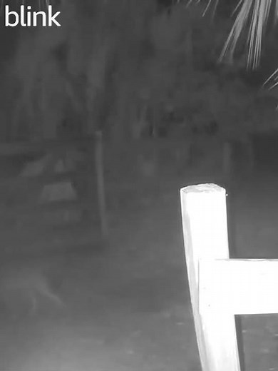 COYOTE | WILD FLORIDA AT NIGHT | WILDLIFE CAUGHT BLINK CAM SERIES #coyote #wildlife #wildlifecamera