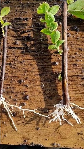 Rooted crepe myrtle cuttings