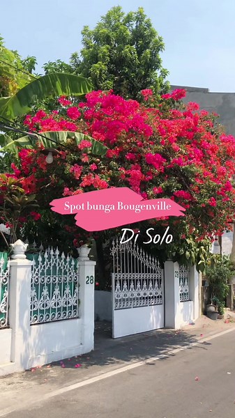 Spot Foto Bunga Bougenville di Solo: Wisata Foto Solo yang Indah