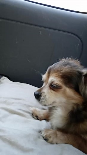 regina cerro on TikTok