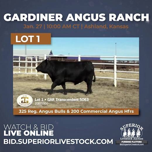 Join us for the Gardiner Angus Ranch Early Bird Bull Sale on Monday, January 27, at 10:00 AM CT, in Ashland, KS or online at Bid.SuperiorLivestock.com! ✔️ Selling 400 Registered Angus Bulls - representing the most elite Angus genetics! ✔️ Plus 175 Bred Commercial Replacement Heifers - selling in groups! Check out the sale videos and register to bid at Bid.SuperiorLivestock.com. | Superior Livestock / Superior Purebred