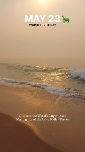 Honoring World Turtle Day by recognizing Odisha’s crucial role as the largest mass nesting site for Olive Ridley turtles. Let’s protect and preserve these ancient mariners! 🐢 Odisha’s Kendrapara coast as the world’s largest nesting ground for olive ridley turtles, with tens to hundreds of thousands of them arriving between November and April to mate and lay eggs on the sandy beaches. The sanctuary is a popular tourist destination in Odisha. #odisha #odishatourism #chaloodisha #kendrapada #world