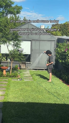 🥵 #magpie #bird #fyp #viral #melbourne | Magpie