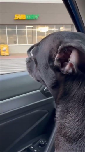 Waffles thinking I want Subway tonight! #mywaffles2026 #chiweenie #lookingaround #pawsnears