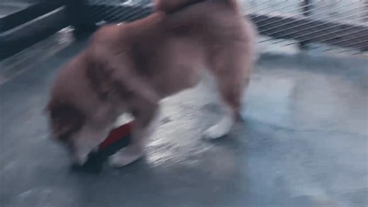 Japanese folklore preserves many wolf traditions. Some describe wolves as protectors, while others portray them as dangerous animals. Examples include escort-wolf stories, regional sightings, and beliefs about sick or injured wolves becoming aggressive. #JapaneseWolf #JapaneseFolklore #WolfLegends #CulturalHistory #MountainBeliefs | ShibainuBreeders.jp