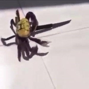 War.... War never changes Source-http://penguinheadnoah.tumblr.com/post/138391413711/war-war-never-changes | Mannimarco King Of Worms