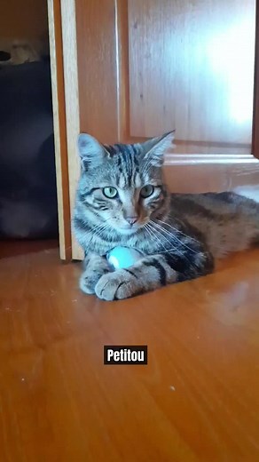 182K views · 9.7K reactions | Crazycat Family on Reels | Facebook