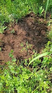 Did you know that fire ants mate in the sky? 🤔 During this nuptial flight, the female alate receives a lifetime supply of sperm and earns her crown as a new queen. The male, however, dies shortly after mating. The new queen will travel up to 5 km to find an appropriate site for a nest, shed her wings, and build her own fire ant colony. Learn more about the lifecycle of fire ants at 👉 www.fireants.org.au/look/biology/lifecycle 🎥: Wizzie Brown, BCE, Senior Extension Program specialist, entomolo