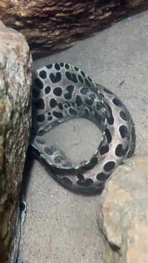 Full Process of Catching Eels, Crabs & Sea Cucumbers Underwate #lobster #snake #rivercrab