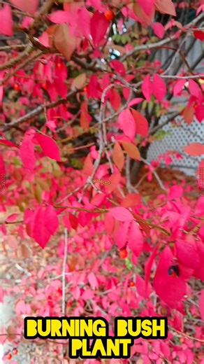 7 comments | The burning bush plant looks so beautiful!  #burningbush #wingedeuonymus #redfallfoliage #invasive #woodyshrub #wingedstem #plants #shrubs | Yuchae Moon | Facebook