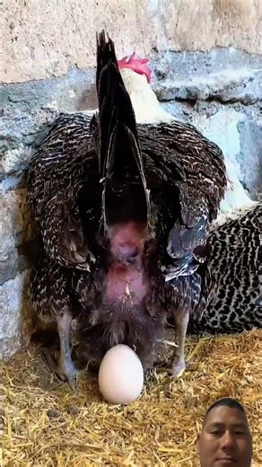 अण्डा🤗 #chicken #reaction #crazily #greenscreen #reaction #egg