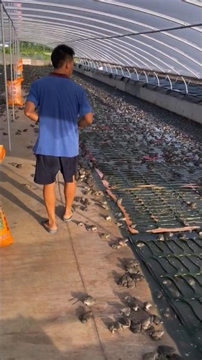 A Rain of Food: Feeding Thousands of Bullfrogs on the Farm 👀