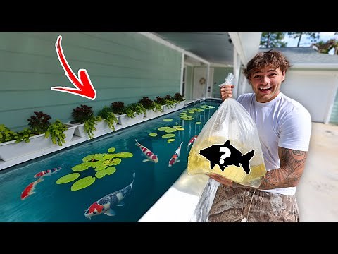 Buying MONSTER GOLDFISH for My NEW POND!!