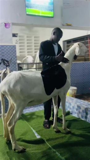 #lcs #viral_video #record #senegalaise_tik_tok @✪Le Photographe Des Éleveurs📸 @DIAGNE JR ELEVER❤️ @ÉLEVAGE PARTAGE ❤️ @@𝙀𝙡__𝙎𝙖𝙠𝙚𝙬𝙚 𝘿𝙂✪ @Ouattara🇸🇳🫶🏻🐏🇨🇮 #can2026🇲🇦