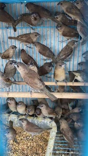 рисовка чешуйчатая (Lonchura punctulata), также известная как муния чешуйчатая или муния мускатная.