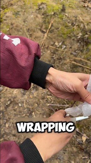 How Farmers Grow More Fruit #shorts