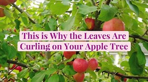 This is Why the Leaves Are Curling on Your Apple Tree