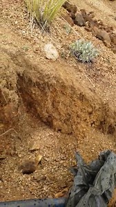 Pulling out some world class fluorite specimens in the Pikes Peak area last weekend! | Colorado Geology