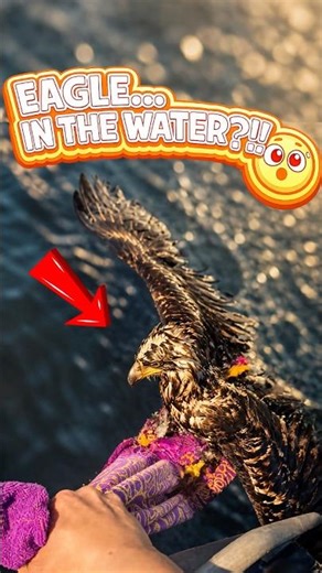 An Eagle… Swimming in the Ocean?! 😳