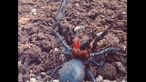 Mutant Red-Fanged Funnel-Web Spider Discovered