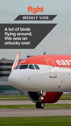 Bird strikes aircraft engine on approach