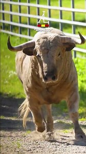 Precioso toro Jabonero pal sábado la vall de uxo