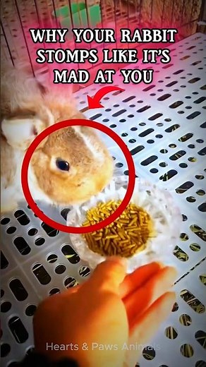 Why Your Rabbit Stomps Like It’s Mad at You 😂🐰
