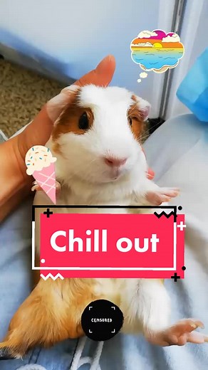 chill out #sweetyheart #cute #comedy #fypシ #guinepigsoftiktok #happyathome #funny #petme