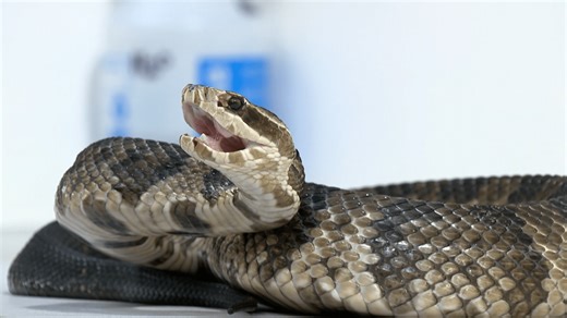 Florida snake encounters on the rise as habitat disappears, expert says