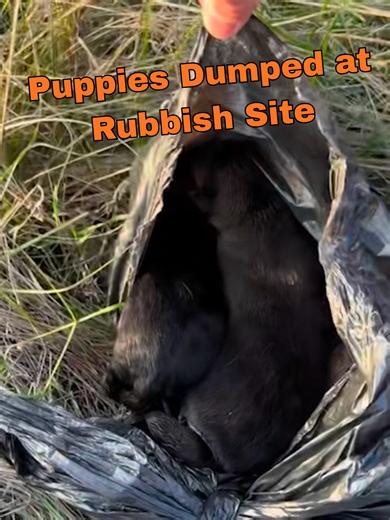 How could someone just dump them??? 😭 (@arkbykomi ) #puppies #abandon #heartbreak #rescueanimals