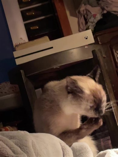 𝐚𝐥𝐲𝐲 ❀ 𖣂 (@bloodstainedpurple)’s videos with a fern leaf - mage tears