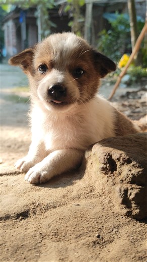 a sweet tiny little baby puppy 🐶💞 #puppy #cutebaby #puppies #doglove #animals #shorts