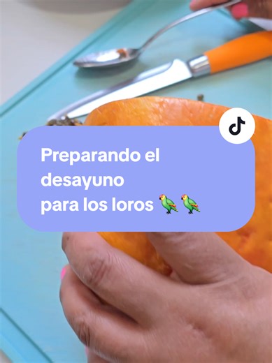 Desayuno saludable y fácil para loros