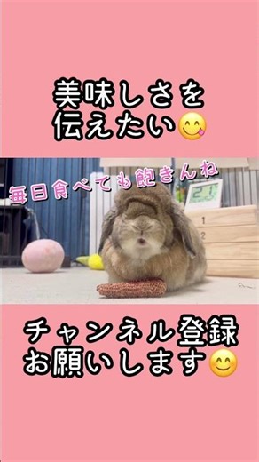 美味しさを伝えたい #うさぎ #ベルちゃん #ホーランドロップ #rabbit #bunny #かわいい #癒し