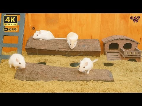 🐱 3 Hours of Mouse Madness! | 4K Cat TV With Climbing | Running Mice
