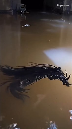 It’s back and bigger. 😳 TikTok user Kinpanama just posted an update showing his mysterious “meteor creature” pulsing and moving underwater. | Slapped Ham