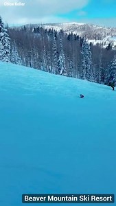 RUN, FOX, RUN 🦊 A wild fox runs between skiers at Beaver Mountain Resort, Utah fox13now.com | FOX 13 News
