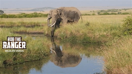 Massive and beautiful elephant bulls walk through the wild bush