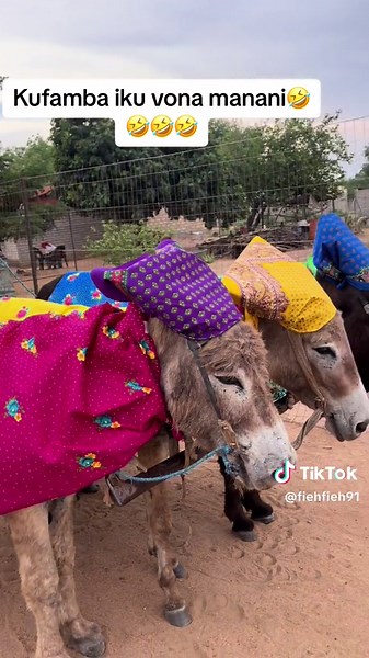 Dr. Sophy Maseve Comedy Compilation - Xitsonga TikTok