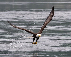 Bald Eagle Photography Print: Wildlife Nature Wall Art - Etsy