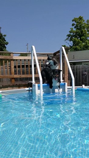 Two Dogs Having Fun in the Pool!