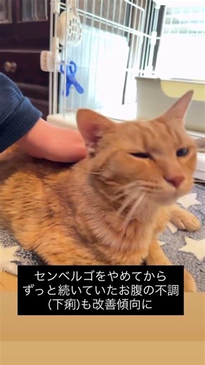 【チャパタ君のご報告】これまでの経過に加えて、治療内容の報告をお伝えします。――――――――――チャパタ君は・免疫抑制治療（アトピカ）・糖尿病治療（センベルゴ）を併用していました―――――――