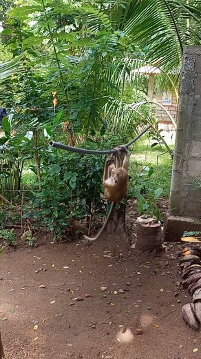 12K views · 45 reactions | රිලා සකස් ලංකාවේ රිලව් Monkey Surcus funny Monkey Sri Lanka funny comady viral reels joke #මංකි #comadyvideo #MonkeyLife #animal #රිලව් | Wathu suda | Facebook